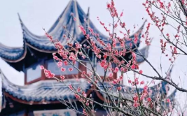 上海梅花节,冬日里的浪漫花事，赏梅品茗共度佳节